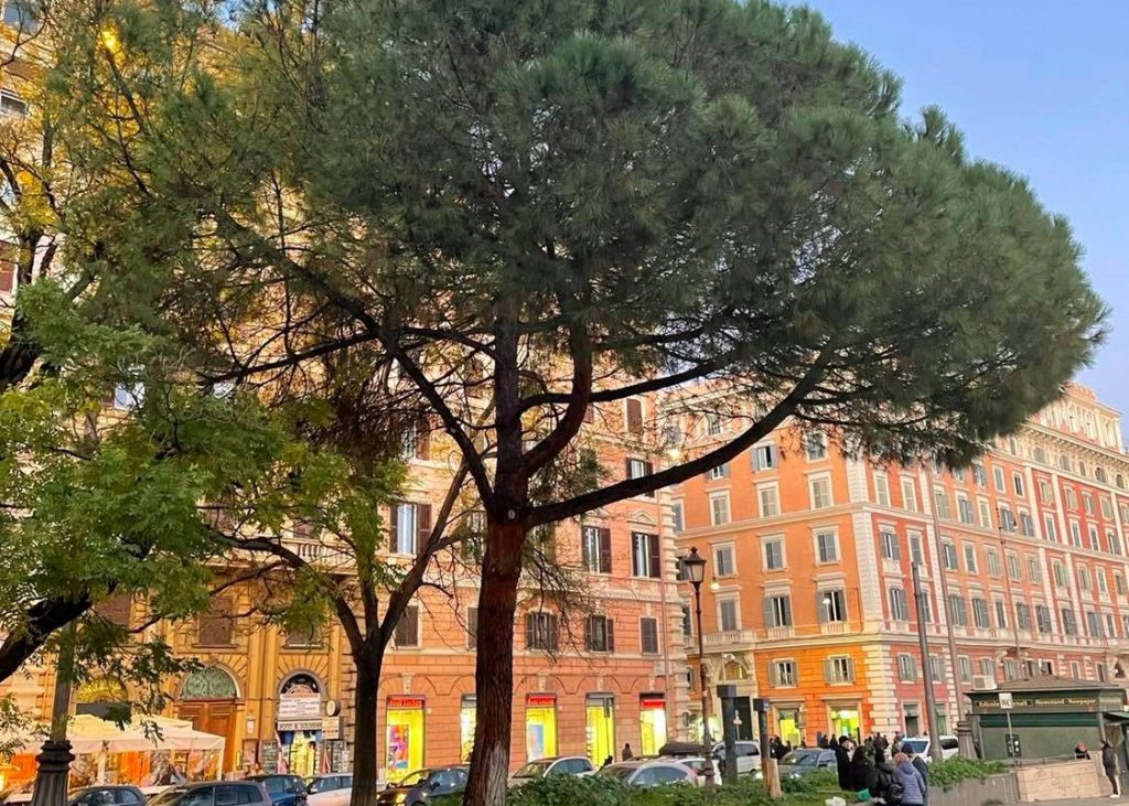 Il pino di piazza Risorgimento a rischio abbattimento. Foto dalla pagina Facebook Prati in Azione!