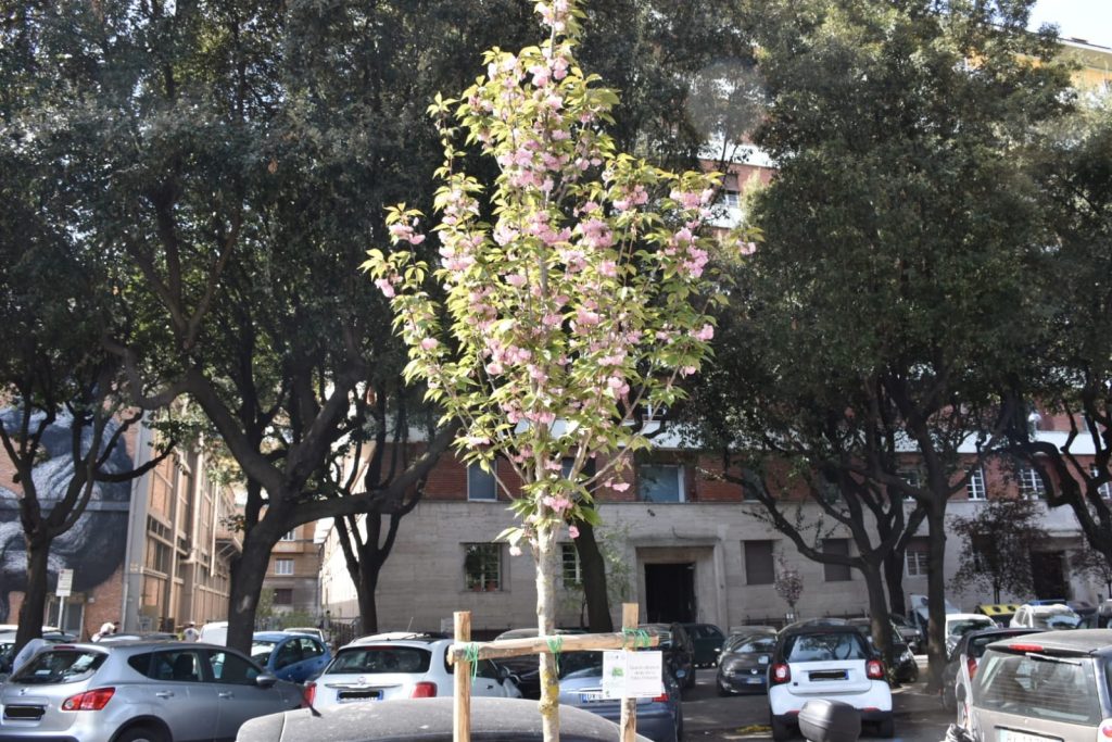 Alberi piantati in via Sabotino grazie al progetto ReTree