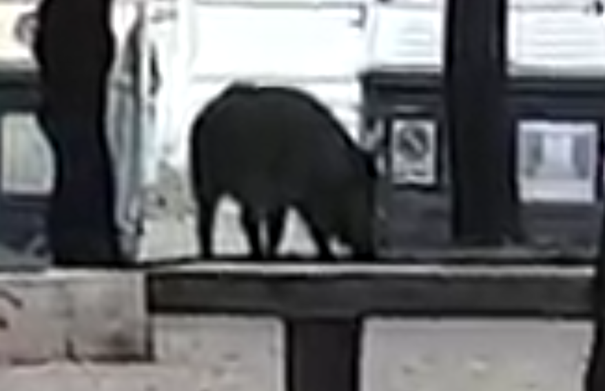 Un frame del video sul cinghiale avvistato a viale Mazzini
