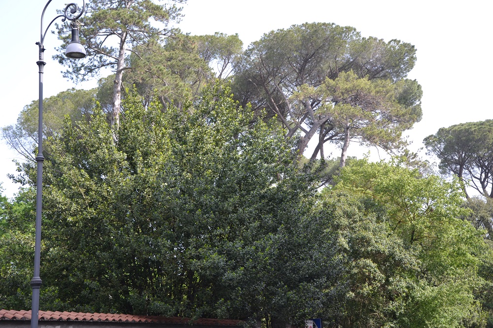 Villa Ada. Pinus Pinea, Laurus nobilis, Ulmus, oltre a cedri e aceri. Sono solo alcuni degli alberi presenti nel grande polmone verde e che possono dare fastidio ad abitanti ma anche a semplici passanti. E maggio è uno dei mesi per la dispersione dei pollini di queste specie.