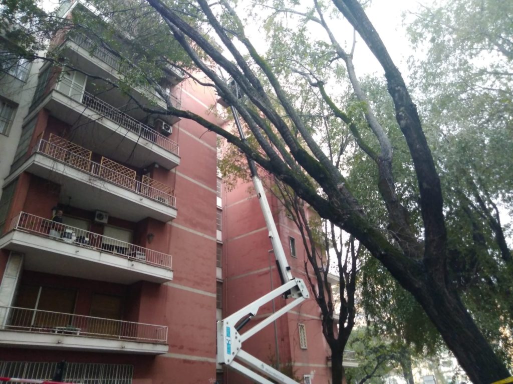 L'albero inclinato in viale Etiopia