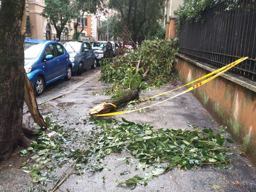 L'albero crollato in via Benaco