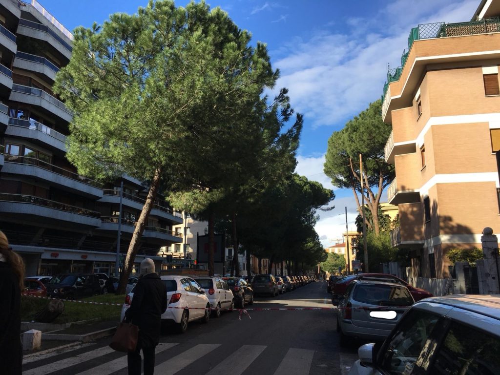 Corso Trieste chiuso al traffico per un pino pericolante