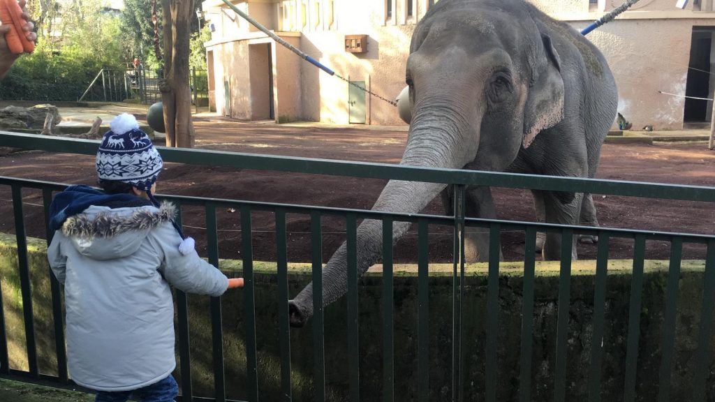 I bambini offrono le carote all'elefante Sofia