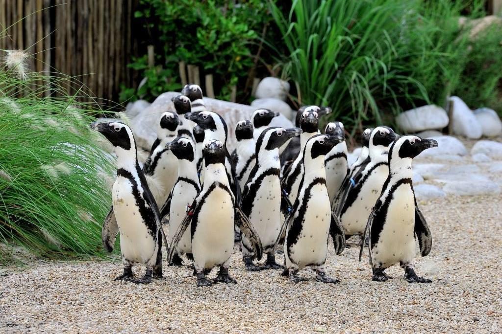 I pinguini del Bioparco