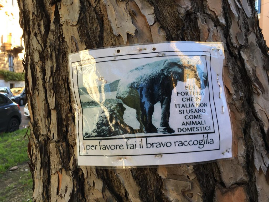 Il cartello appeso a un pino di corso Trieste