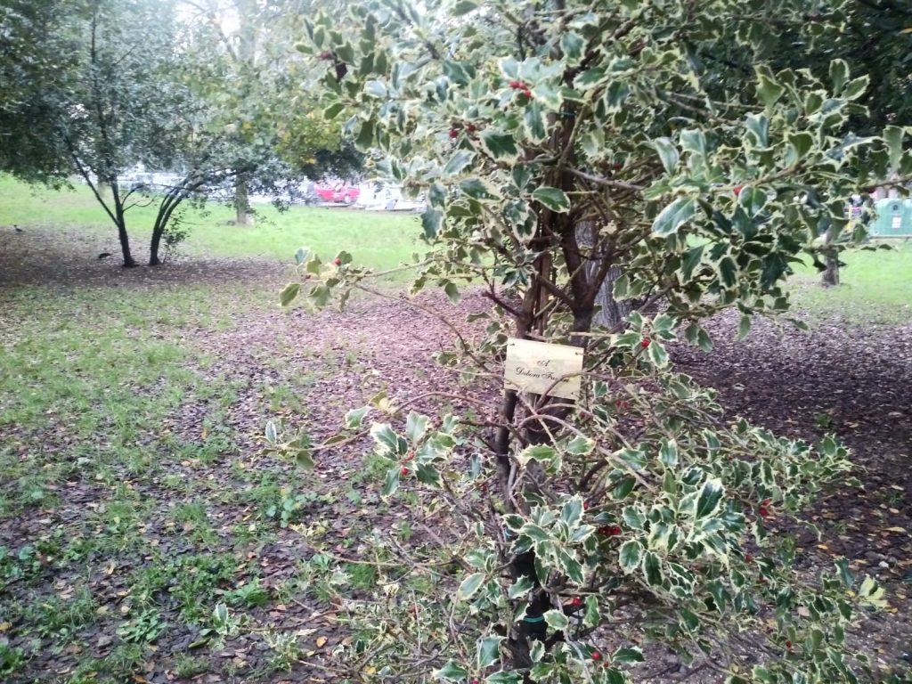 L'albero piantato a Villa Leopardi per Debora Funari