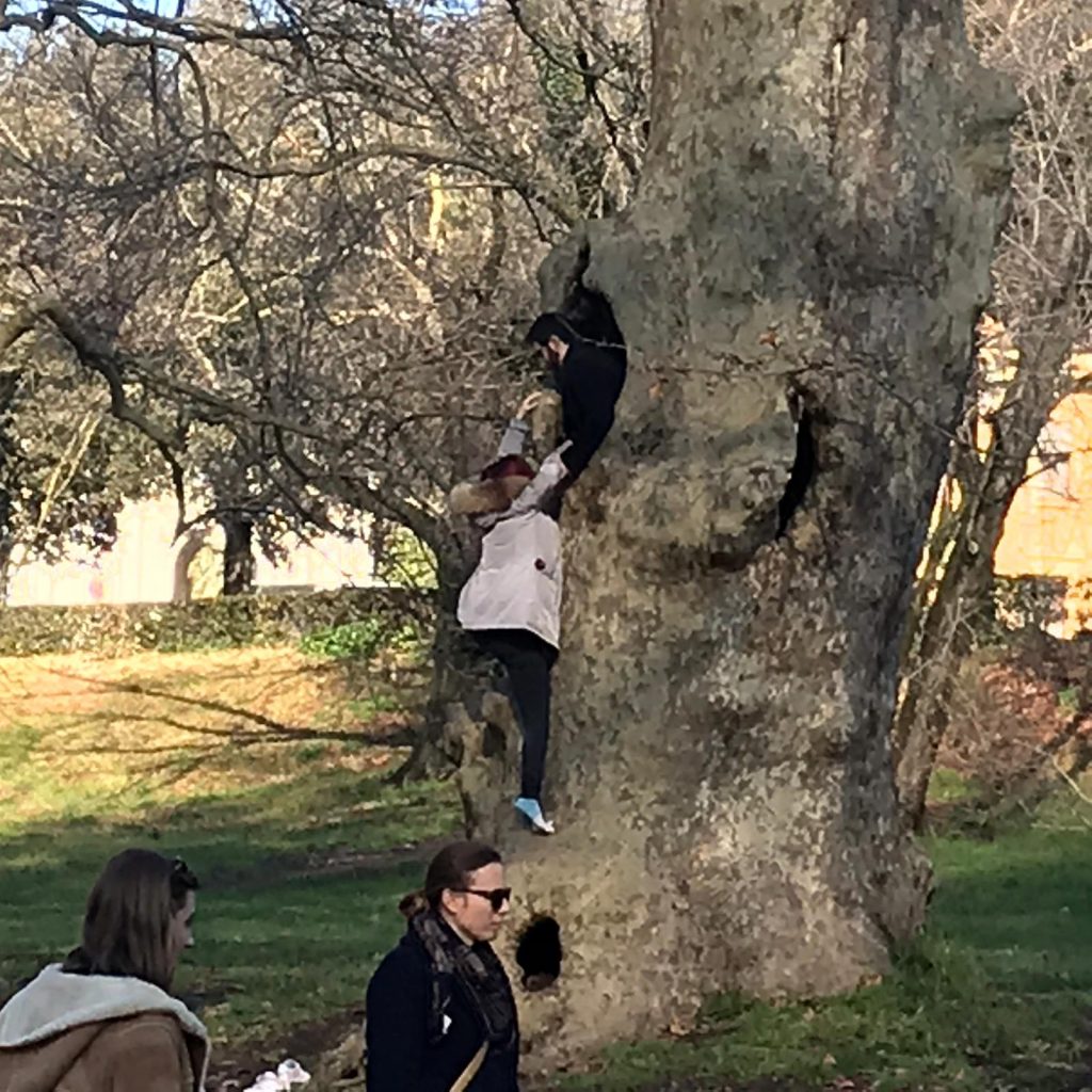I giovani si nascondono nell'albero cavo di Villa Borghese