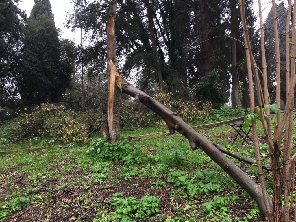 L'albero crollato nel Parco Nemorense