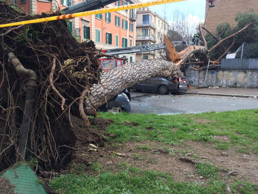 Il tronco del pino invade corso Trieste