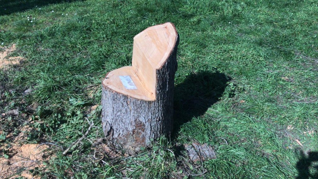 Il tronco del cedro abbattuto a Villa Ada
