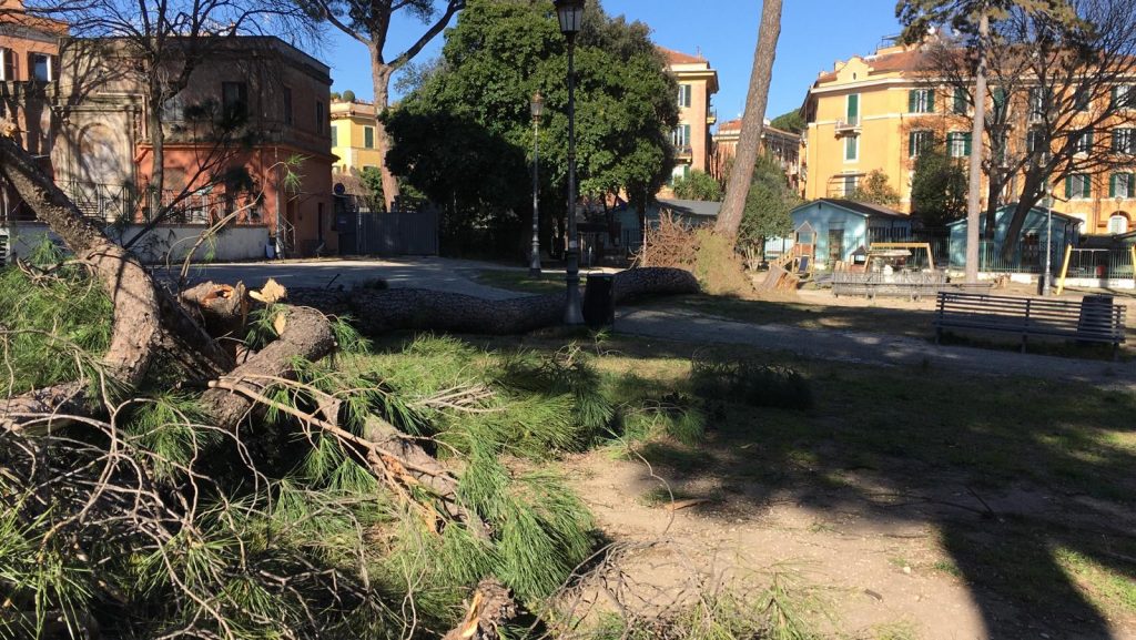 Villa Borghese è solo uno dei parchi colpiti dal crollo degli alberi: questo è il pino caduto per il vento all'interno di Villa Paganini