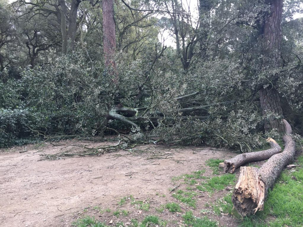 Alcuni degli alberi crollati hanno danneggiato l'arredamento urbano