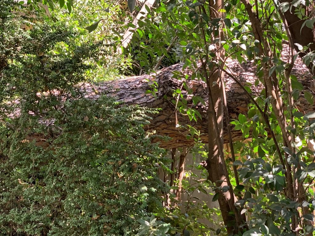 Il tronco del pino crollato all'interno di Villa Nomentana