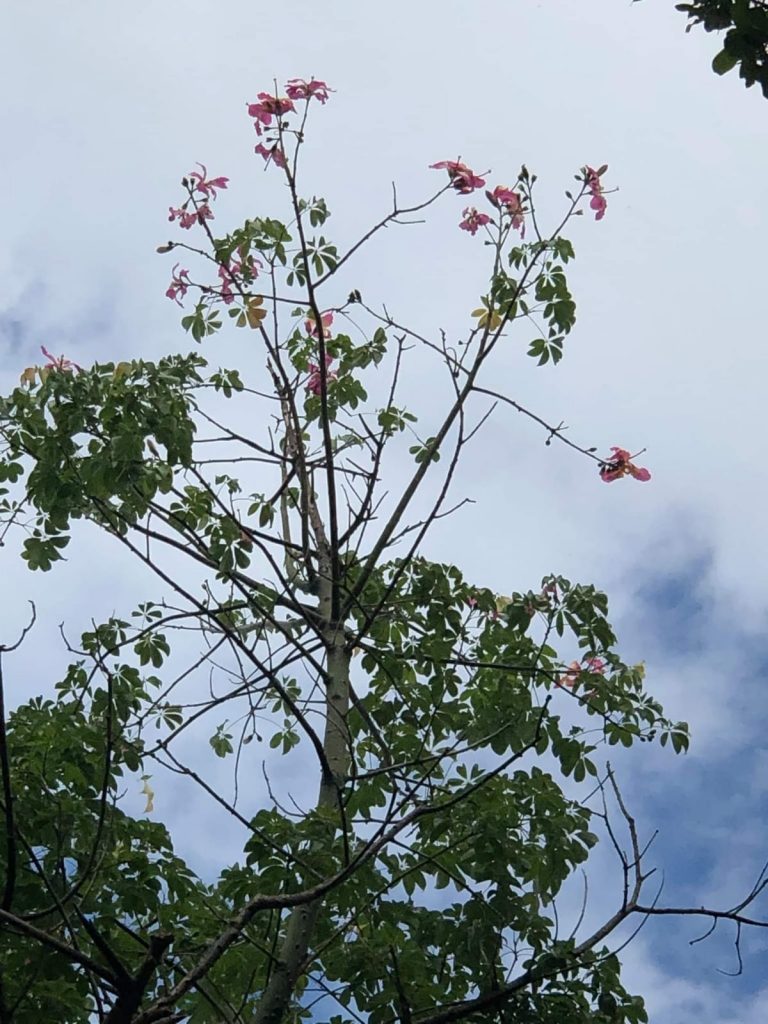 La ceiba speciosa fiorita in questi giorni nel parco di Villa Leopardi