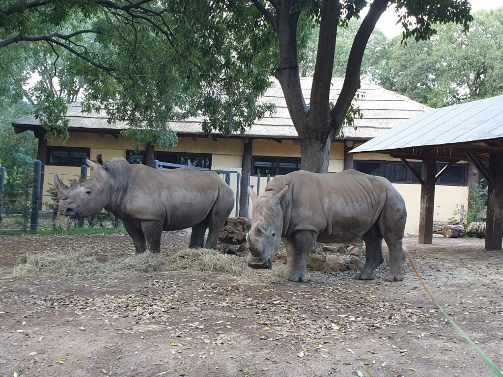 Thomas e Kibo sono i due nuovi rinoceronti bianchi del Bioparco