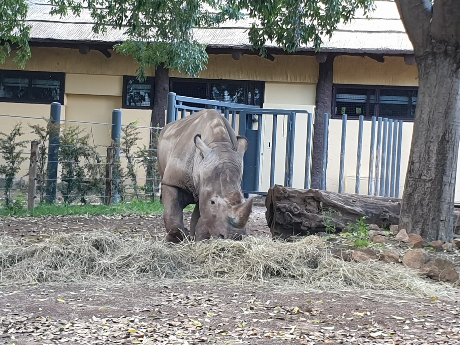 rinoceronti bioparco