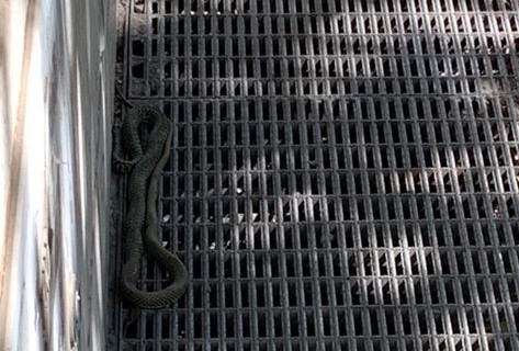 Serpente in via Topino