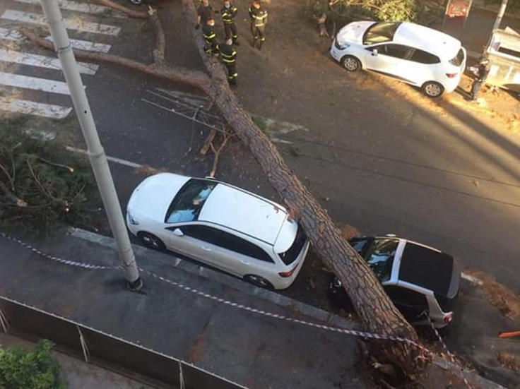 La foto dell'albero caduto dalla pagina Facebook di Reporter-Montesacro