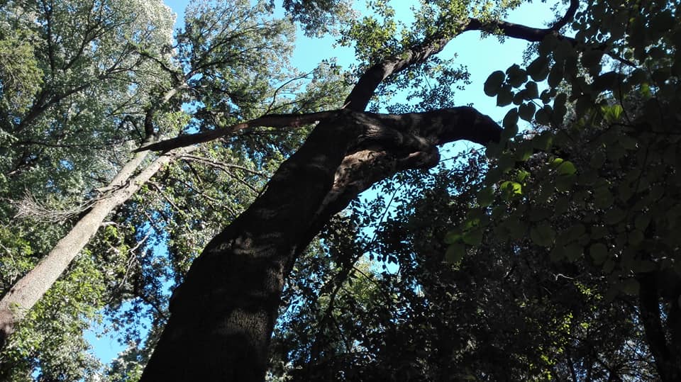 Il ramo spezzato di un leccio che pesa sull'albero vicino