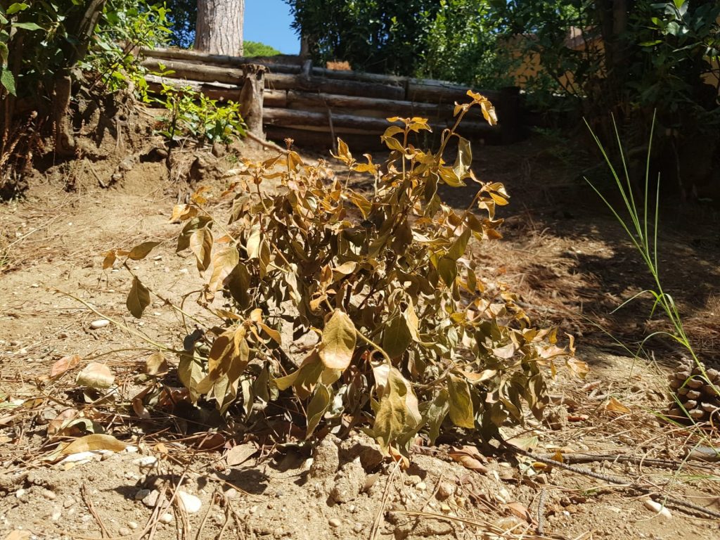 Le nuove piante di parco Nemorense sono già secche