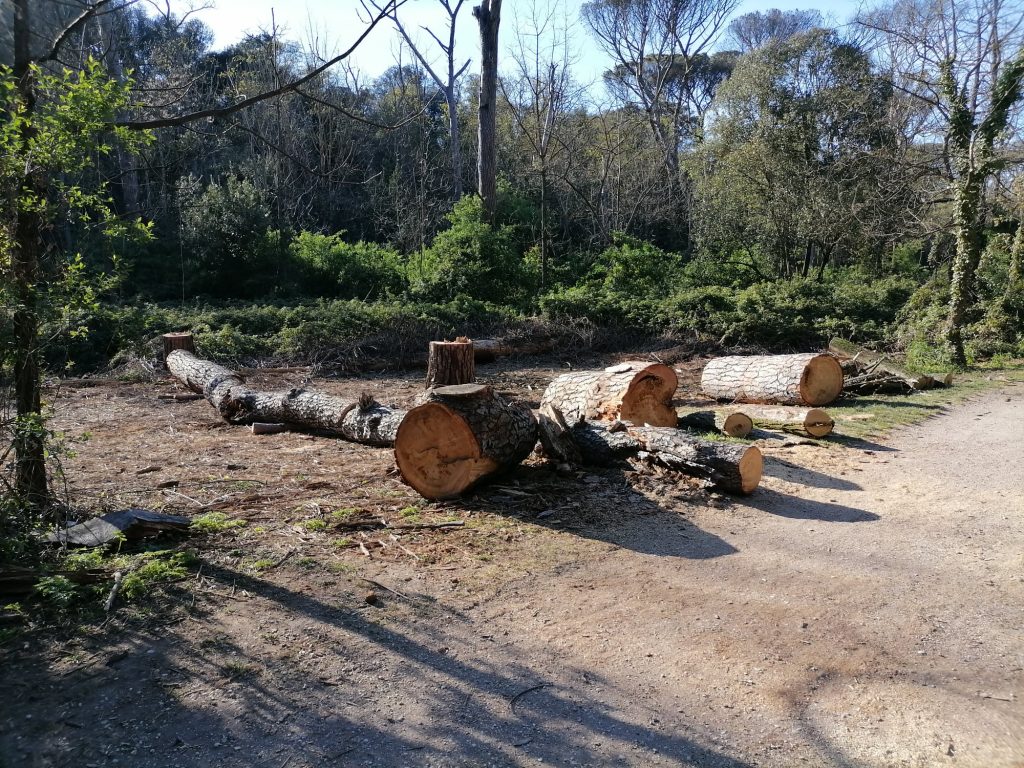 I tronchi dei pini abbattuti a Villa Ada