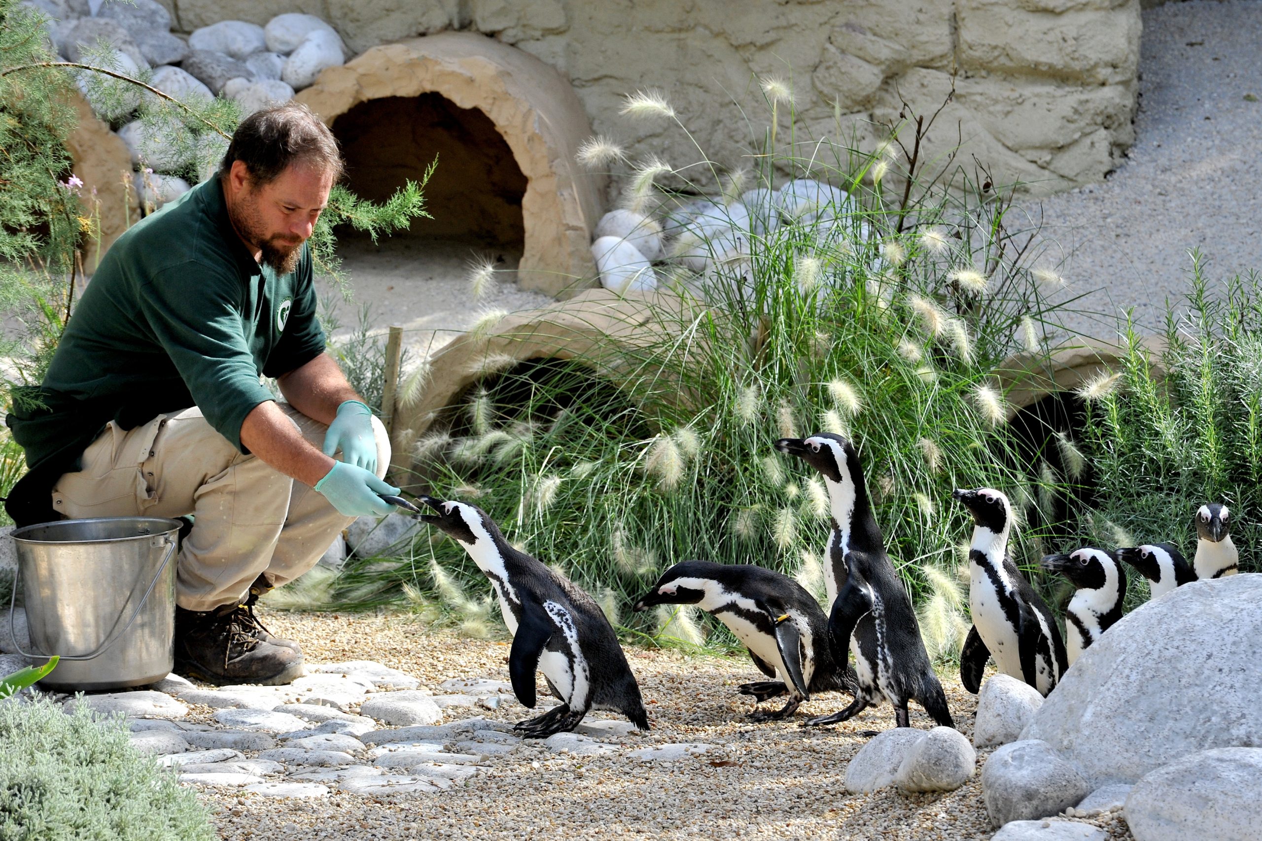 Il pasto dei pinguini (foto dal sito del Bioparco di Roma)