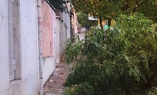 Albero caduto in via Lorenzo il Magnifico (foto da Facebook)
