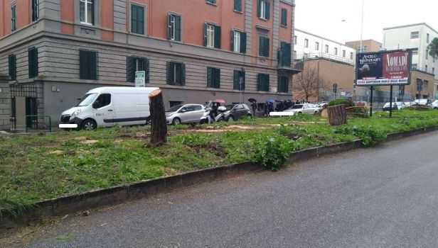 Rimosso l'albero caduto in corso Trieste