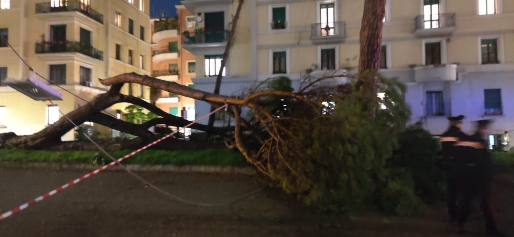 L'albero caduto in corso Trieste