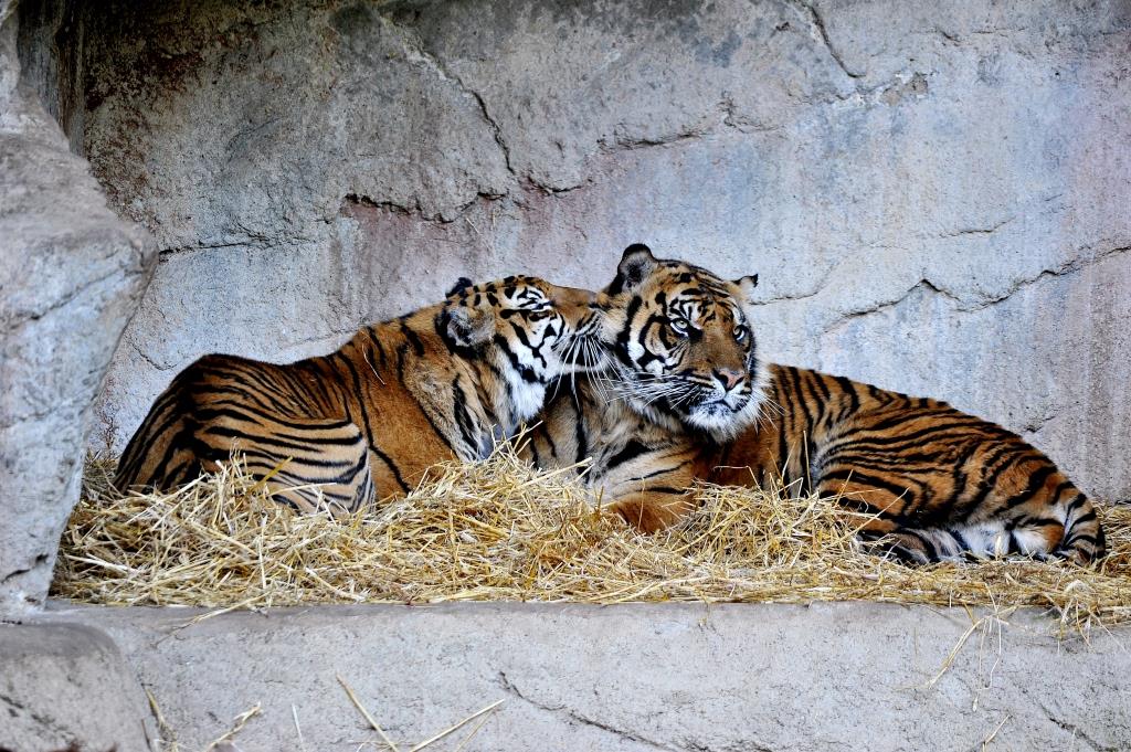 Tigri al Bioparco. Foto di Massimiliano Di Giovanni - archivio Bioparco