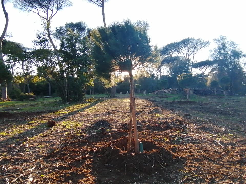 Nuovi alberi a Villa Ada. Foto dalla pagina Facebook Osservatorio Sherwood Villa Ada