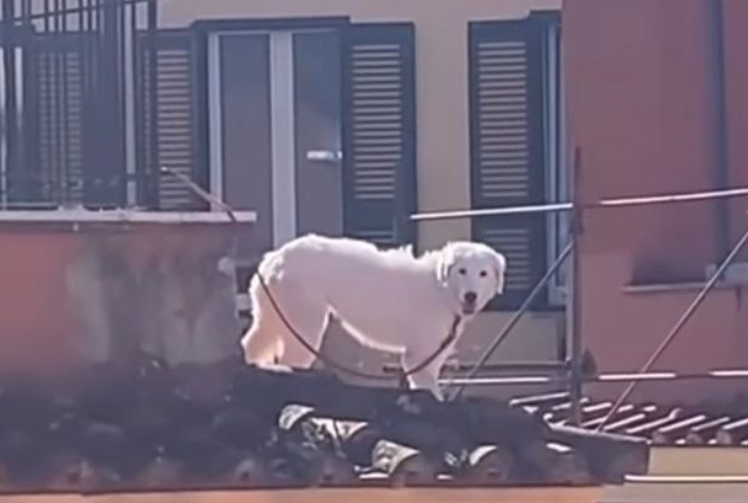 Il cane Lucio (foto dalla pagina Instagram di Welcome to Favelas)