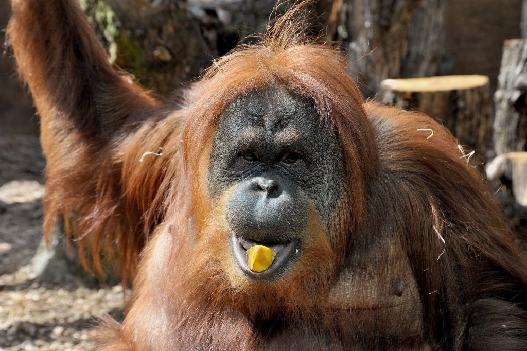 L'orango Martina (foto dalla pagina Facebook del Bioparco di Roma)