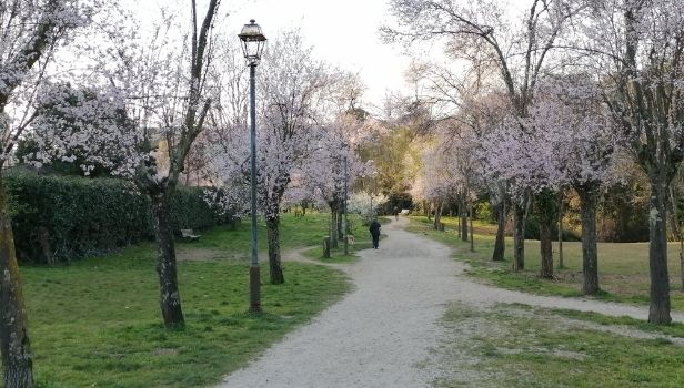 La fioritura dei ciliegi a parco Rabin (Foto di Osservatorio Sherwood)