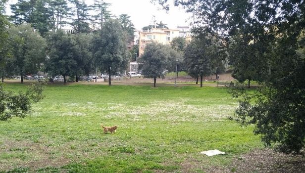 Un cane corre libero nel parco di Villa Chigi