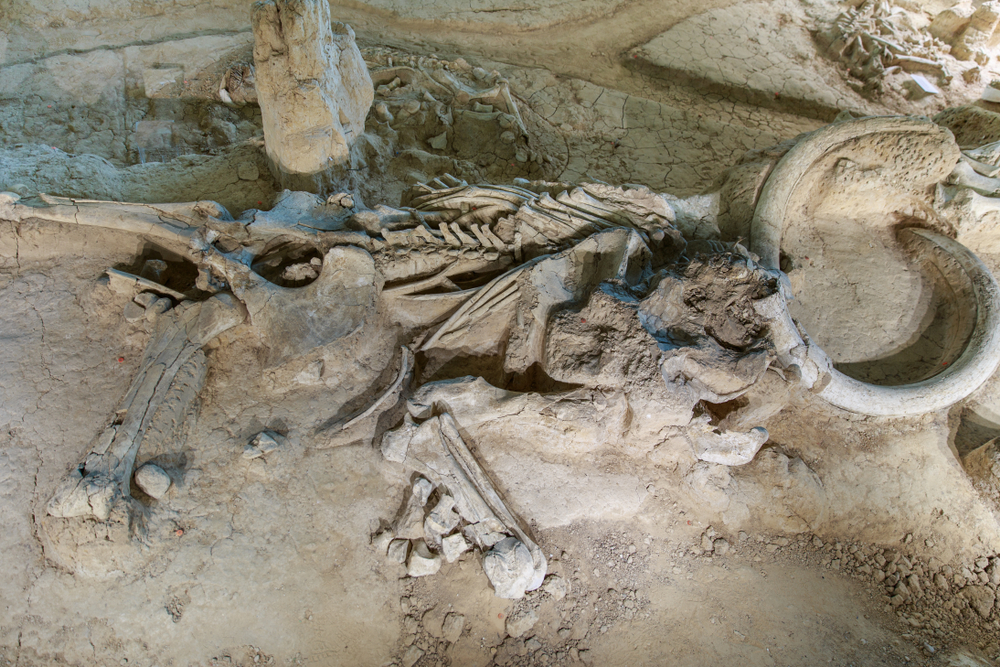 Le ossa di un elefante preistorico (foto d'archivio)