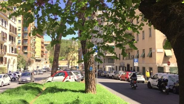 Il bollino blu posto sui pini di corso Trieste trattati con l'endoterapia (Foto dal profilo Facebook di 'Salviamo i pini di corso Trieste')