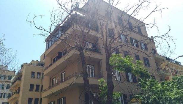 L'albero secco di via Asmara che preoccupa i residenti