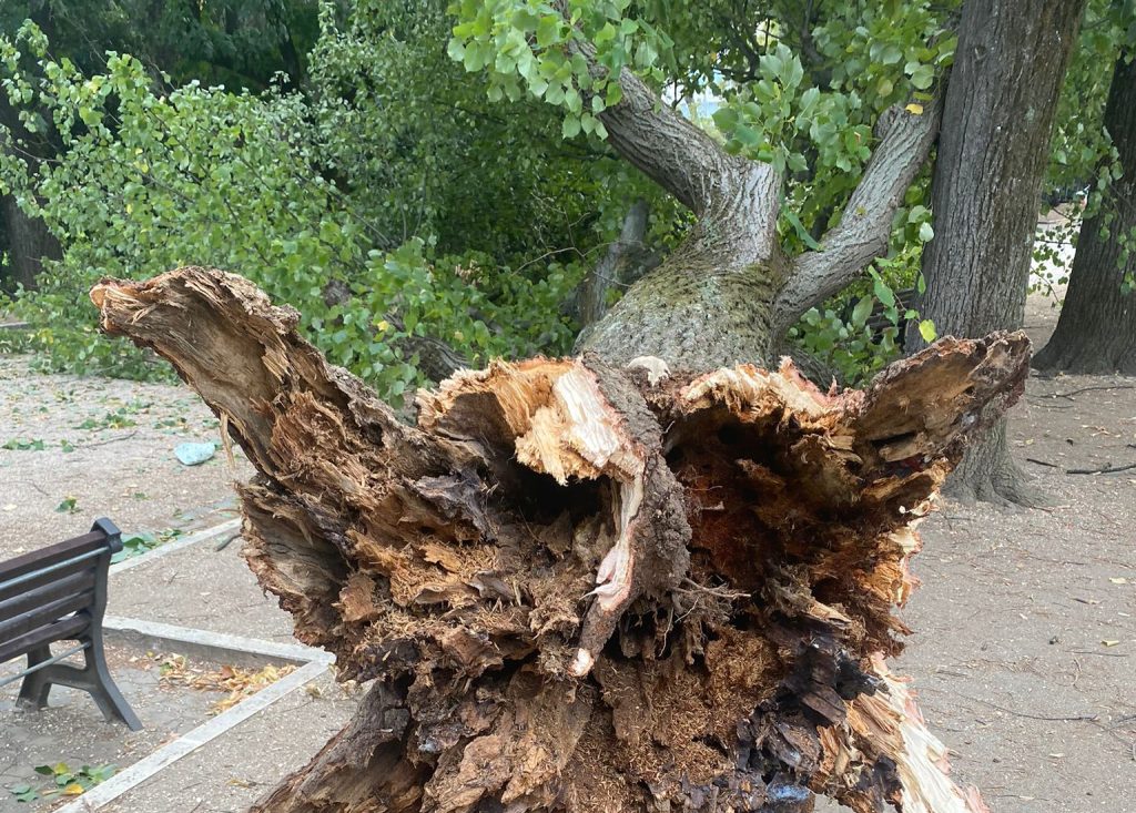 L'albero caduto al parco Nemorense